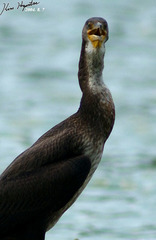 Phalacrocorax capillatus