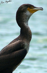 Phalacrocorax capillatus
