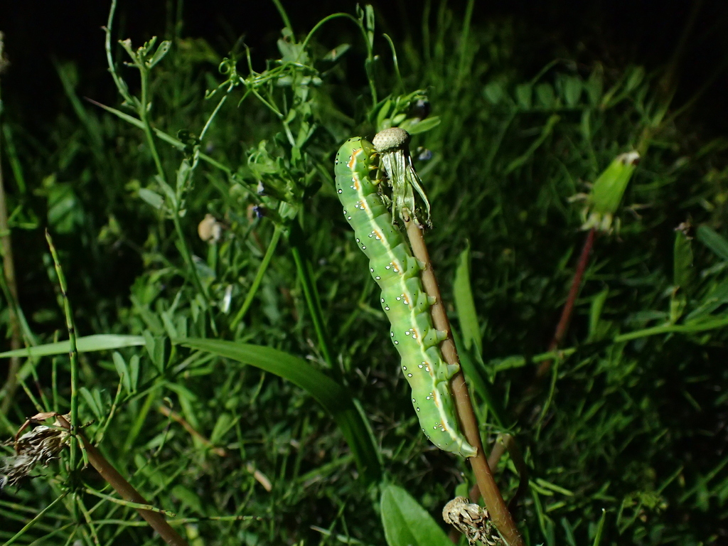 アヤモクメキリガの幼虫