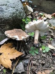 Lepiota asperula