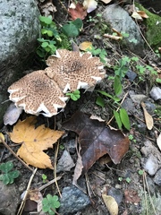 Lepiota asperula