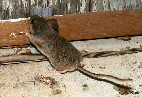 iNaturalist observation photo of Pinyon Deermouse