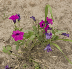 Petunia integrifolia