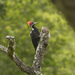 Black-bodied Woodpecker - Photo (c) Nicolas Olejnik, some rights reserved (CC BY-NC), uploaded by Nicolas Olejnik
