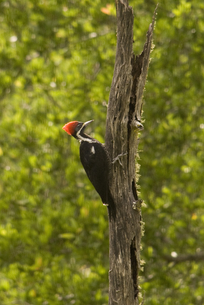 Black-bodied × Lineated Woodpecker hybrid