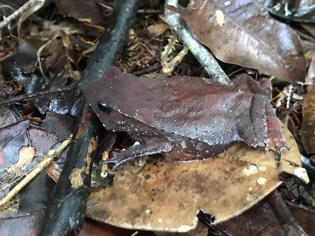Rhinella proboscidea from Manaus, AM, BR on April 29, 2023 at 0407 PM