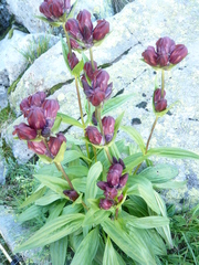 Gentiana purpurea