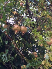Punica granatum