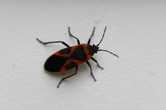 Lygaeus kalmii angustomarginatus