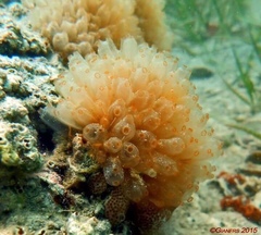 Ecteinascidia turbinata