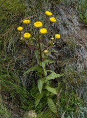 Helichrysum cooperi