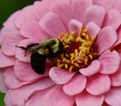 Bombus impatiens