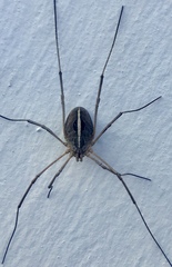 Metaphalangium