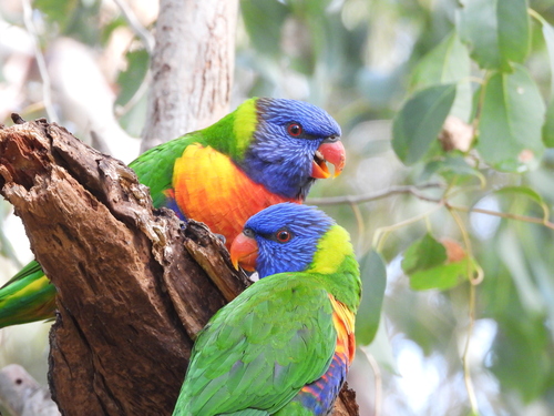 Coconut Lorikeet