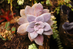Graptopetalum