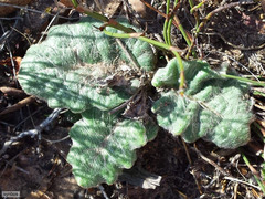 Othonna heterophylla