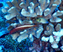 Plectroglyphidodon johnstonianus