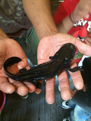 Ambystoma mexicanum