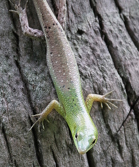 Lamprolepis smaragdina