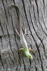 Lamprolepis smaragdina