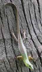 Lamprolepis smaragdina