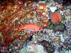 Sargocentron tiere