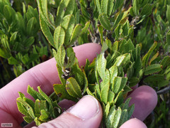 Psoralea obliqua