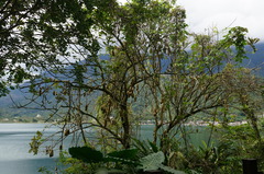 Kigelia africana africana