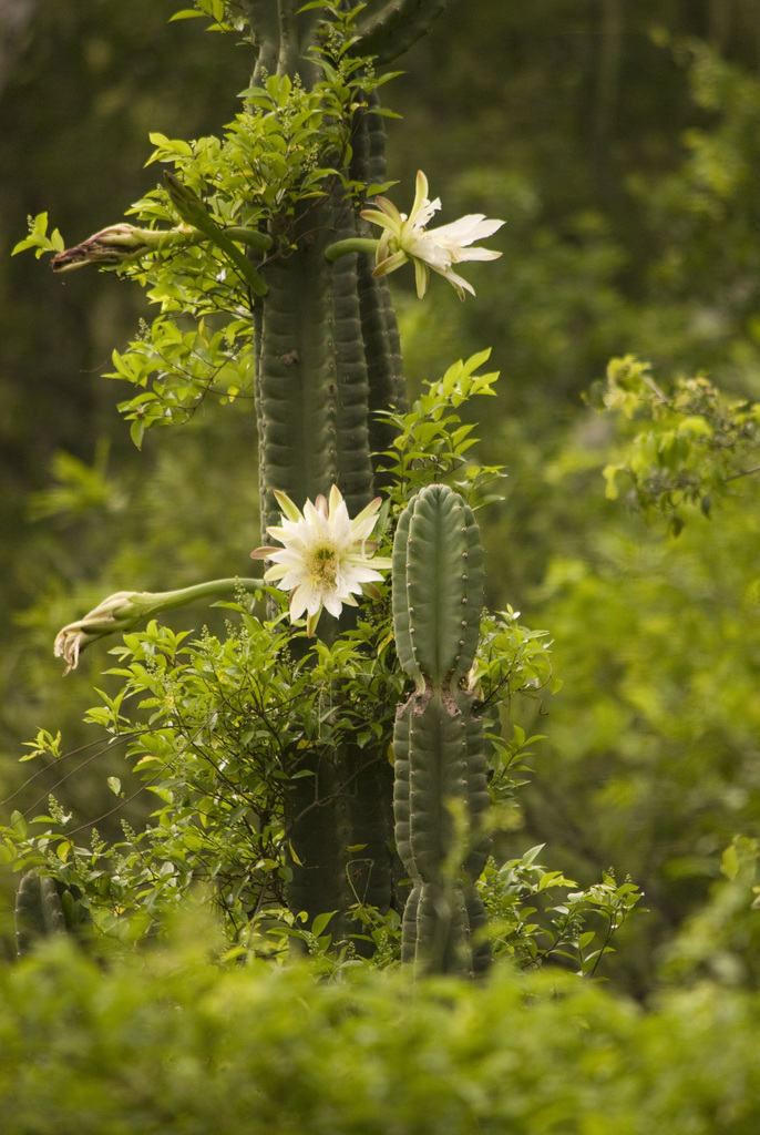 Cereus stenogonus