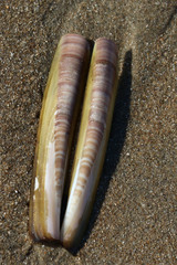 Ensis