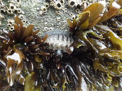 Mazzaella laminarioides