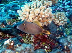 Cantherhines dumerilii