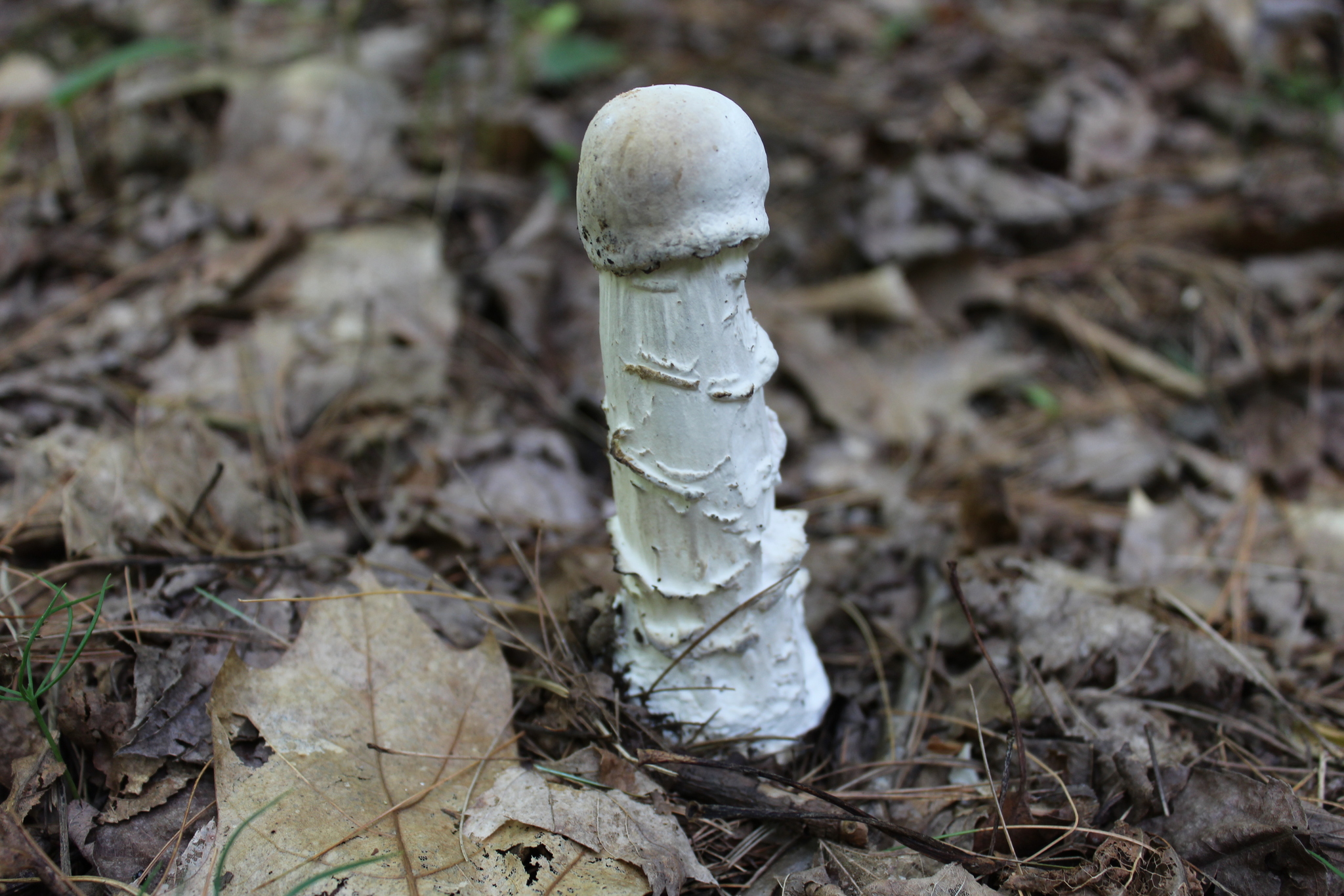 Hypomyces hyalinus image