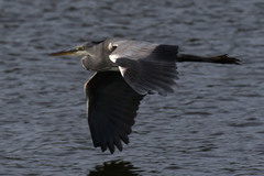 Ardea cinerea