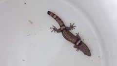 Sphaerodactylus glaucus