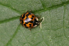 Harmonia axyridis