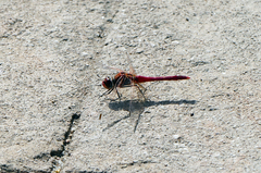 Sympetrum fonscolombii