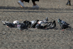 Columba livia domestica