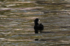 Fulica atra