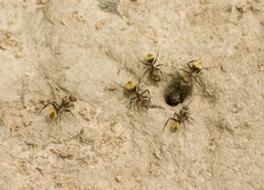 Camponotus rosariensis