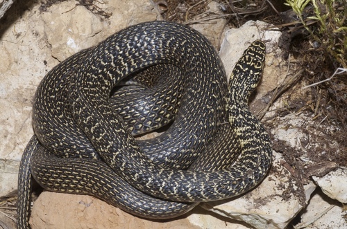 Green Whip Snake