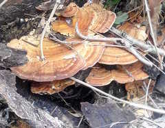 Rigidoporus ulmarius