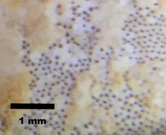 Rigidoporus ulmarius