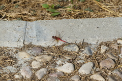 Sympetrum fonscolombii