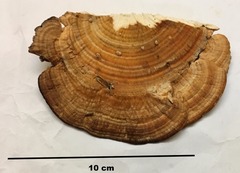 Rigidoporus ulmarius