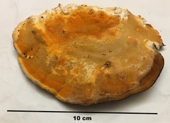 Rigidoporus ulmarius