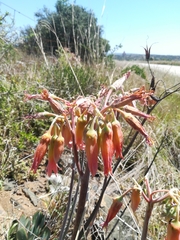 Cotyledon orbiculata oblonga