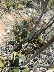 Cotyledon orbiculata oblonga