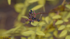 Zanthoxylum schinifolium