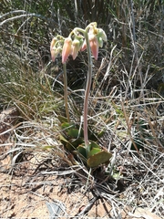 Cotyledon orbiculata oblonga
